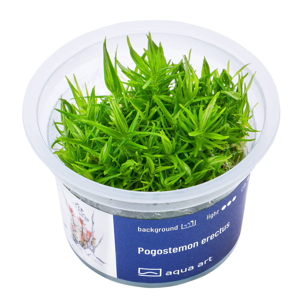 7560 Pogostemon erectus - top.jpg